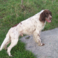 Este es Toby, mezcla de Setter Inglés y Springer Spaniel.